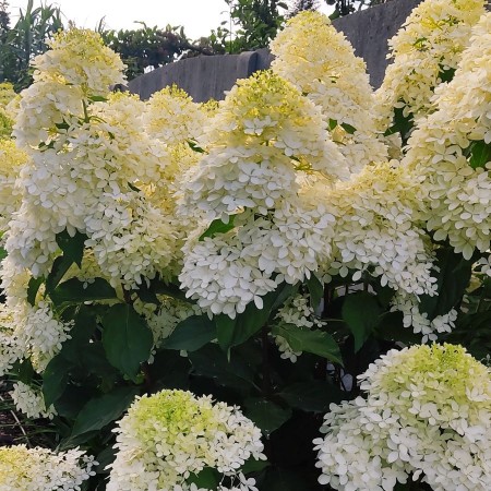hortensja bukietowa PHANTOM HYDRANGEA PANICULATA